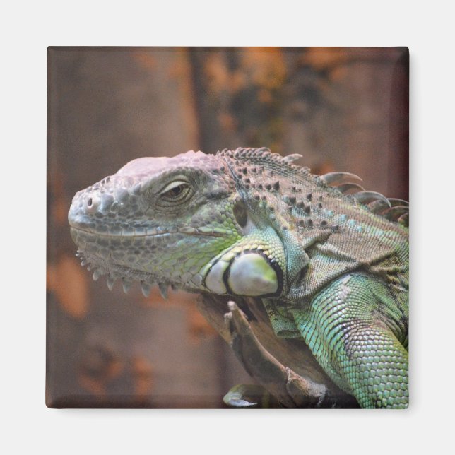 Magnet med färglös Iguana-ödla (Framsidan)