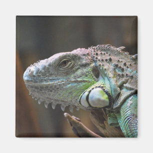 Magnet med färglöst Iguana-ödla