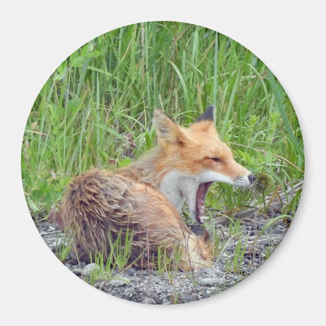 Magnet med fox (Framsidan)