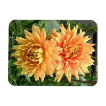 Magnet med orange dahlias med regndroppar