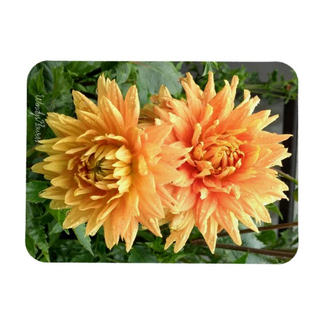 Magnet med orange dahlias med regndroppar (Horisontell)