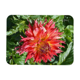 Magnet med orange flame dahlia