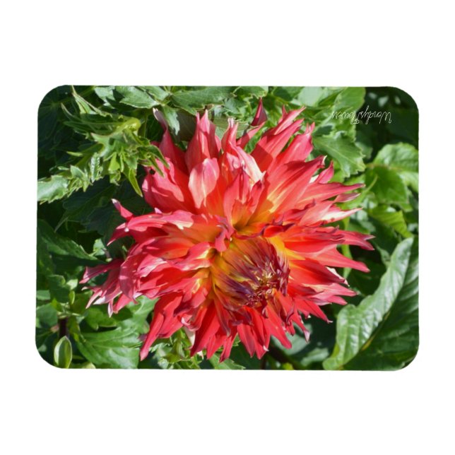 Magnet med orange flame dahlia (Horisontell)