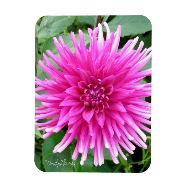Magnet med rosa cactus dahlia med vita spetsar (Vertikal)