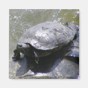 Magnet med sköldpadda