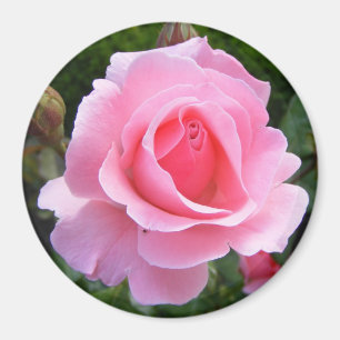 Magnet med vackra rosa ros