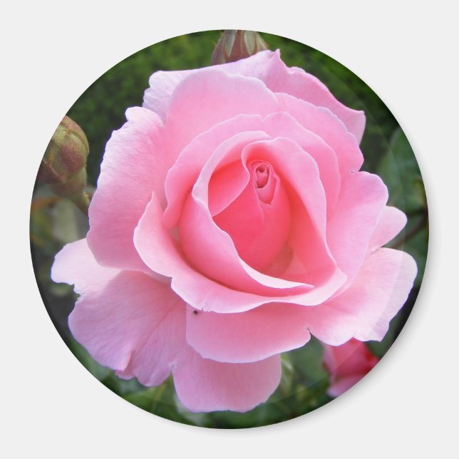 Magnet med vackra rosa ros (Framsidan)