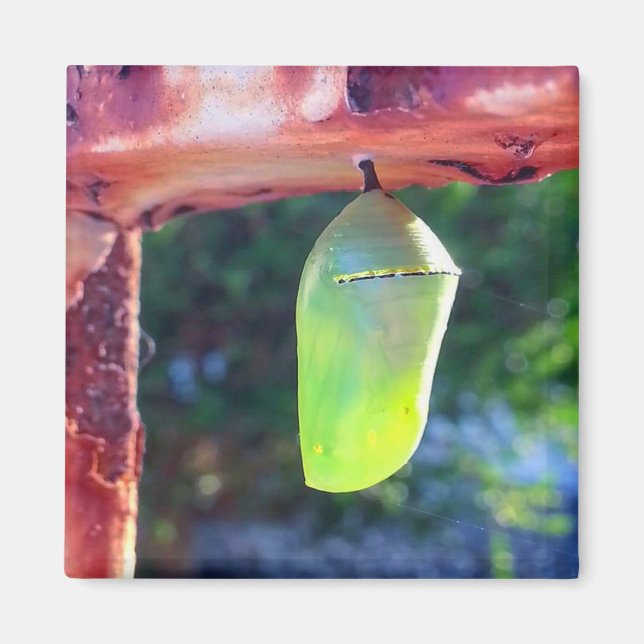 Magnet - Monarch Chrysalis (2018) (Framsidan)