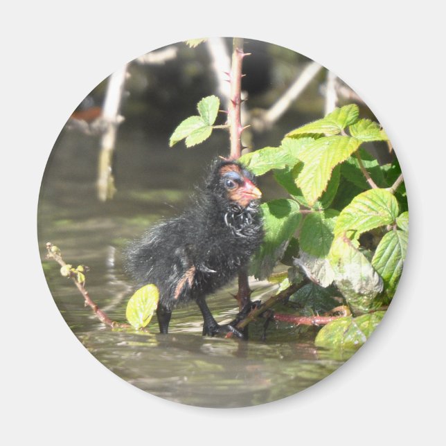 Magnet: Moorhen Chick Magnet (Framsidan)