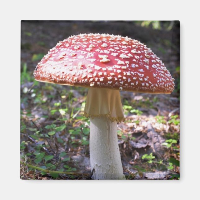 Magnet-Mushroom Magnet (Framsidan)