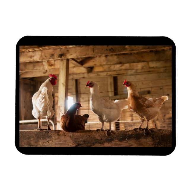 Magnet of Chickens in the Barn (Horisontell)