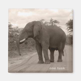 Magnet_OneTusk_Tribute_Kariba Magnet