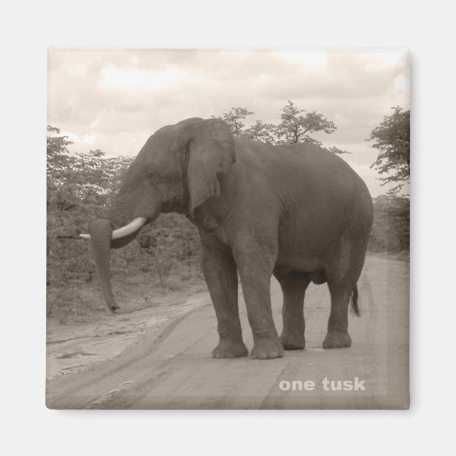 Magnet_OneTusk_Tribute_Kariba Magnet (Framsidan)