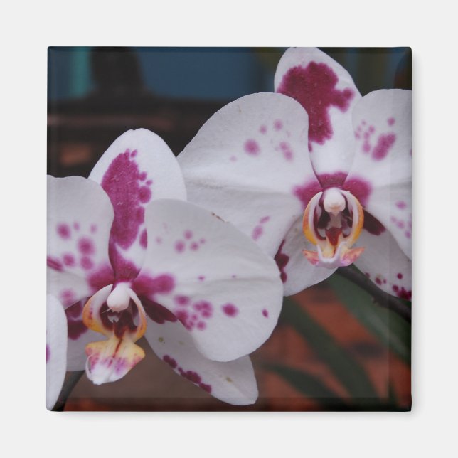 Magnet: Orchids Magnet (Framsidan)