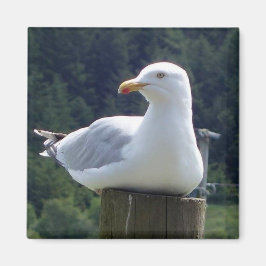 Magnet på fiskmås-kvadrat