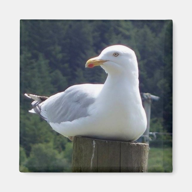 Magnet på fiskmås-kvadrat (Framsidan)