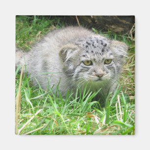 Magnet - Pallass katt