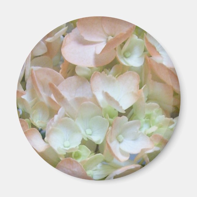 Magnet - Persika Hydrangea (Framsidan)