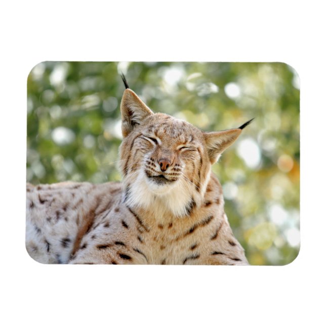 Magnet Photo cat, lynx, animals 0133. (Horisontell)