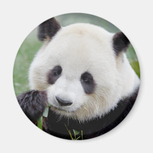 Magnet Photo jätte panda , djur 0241.