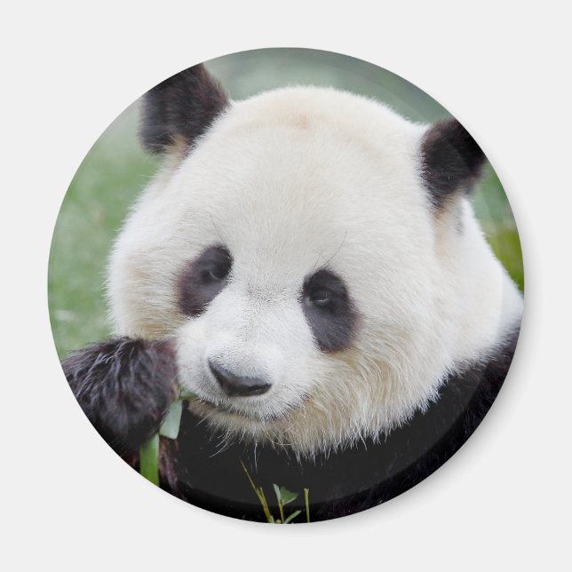 Magnet Photo jätte panda , djur 0241. (Framsidan)