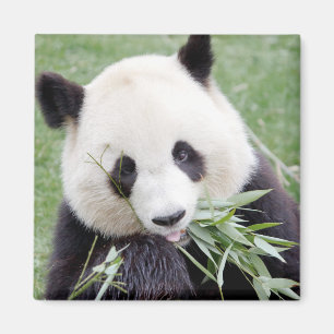 Magnet Photo jätte panda, djur 0409.