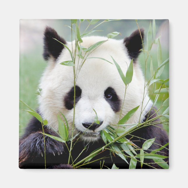 Magnet Photo jätte panda. Pandainspektör. (Framsidan)