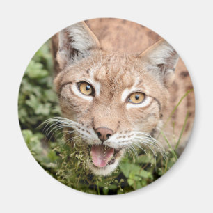 Magnet Photo lynx, djur 2. magnet