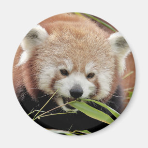 Magnet Photo Red panda , djur 0359.