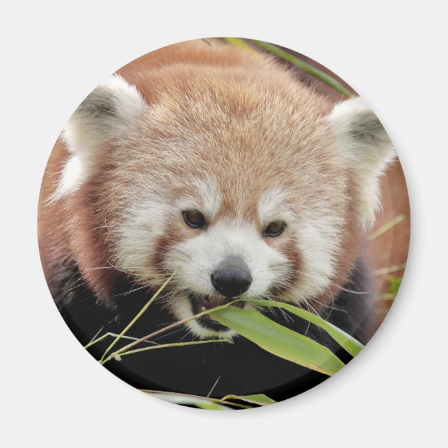 Magnet Photo Red panda , djur 0359. (Framsidan)