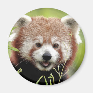Magnet Photo Red panda , djur 0362.
