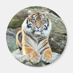 Magnet Photo tiger , djur 0214.