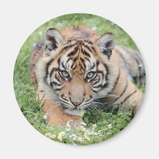 Magnet Photo tiger, djur 2. magnet (Framsidan)