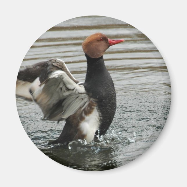 Magnet - Pochard flapping vingar (Framsidan)
