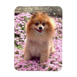 Magnet Pomeranian med rosa blommor