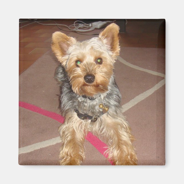 Magnet "pop art"-hund (Framsidan)