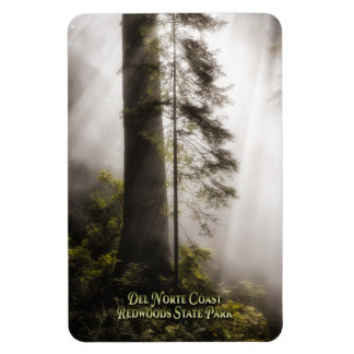 Magnet: Redwood Träd, Mist och Sunbeams Magnet
