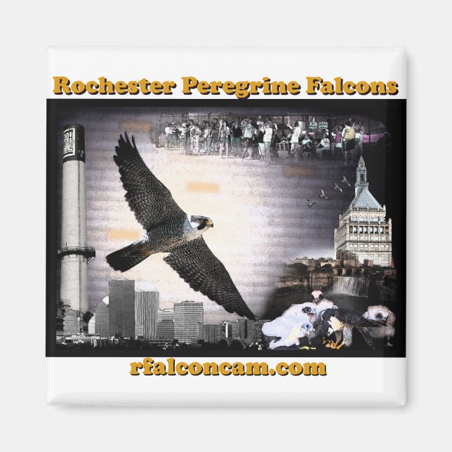 Magnet Rochester Peregrine Falcons (Framsidan)