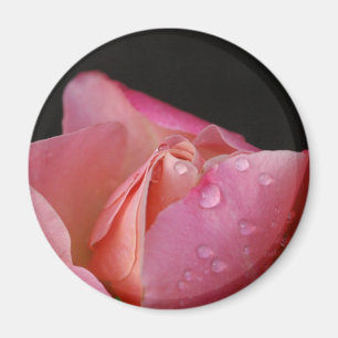 Magnet - Rosa Rosknopp