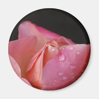 Magnet - Rosa Rosknopp