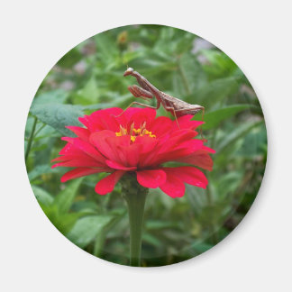 Magnet round/Praying Mantis & Zinnie