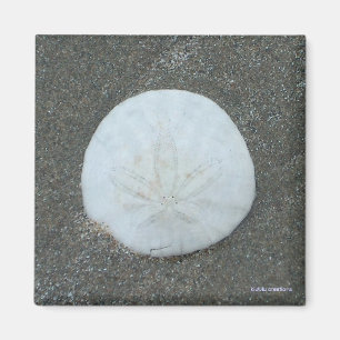 magnet - sanddollar