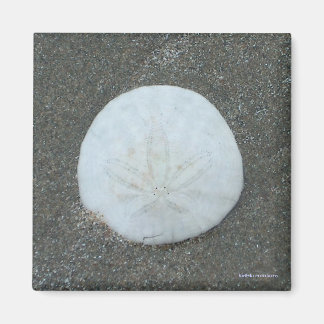 magnet - sanddollar