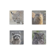 Magnet Set för Wildlife Älskare