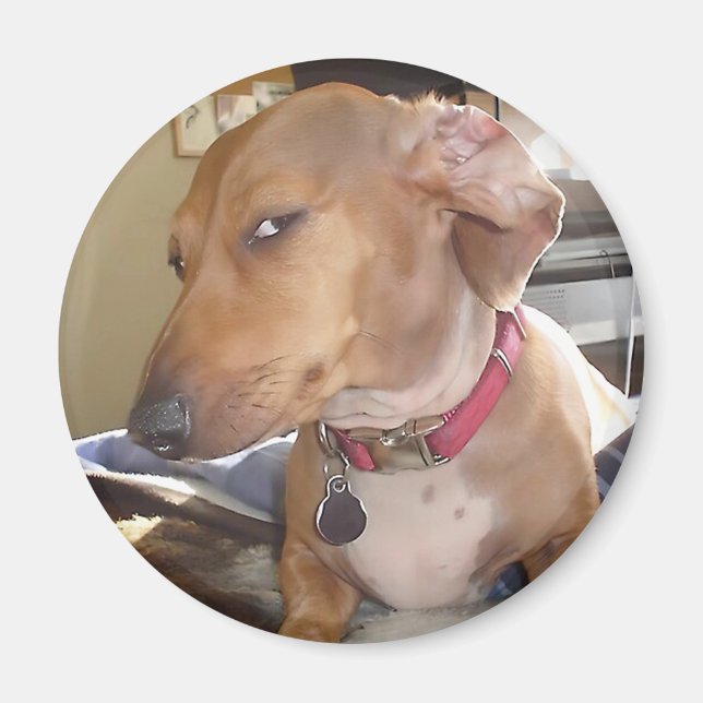 Magnet Side Öga Hund Member (Framsidan)