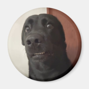 Magnet Skrämt Hund-nota