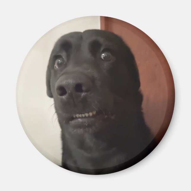 Magnet Skrämt Hund-nota (Framsidan)