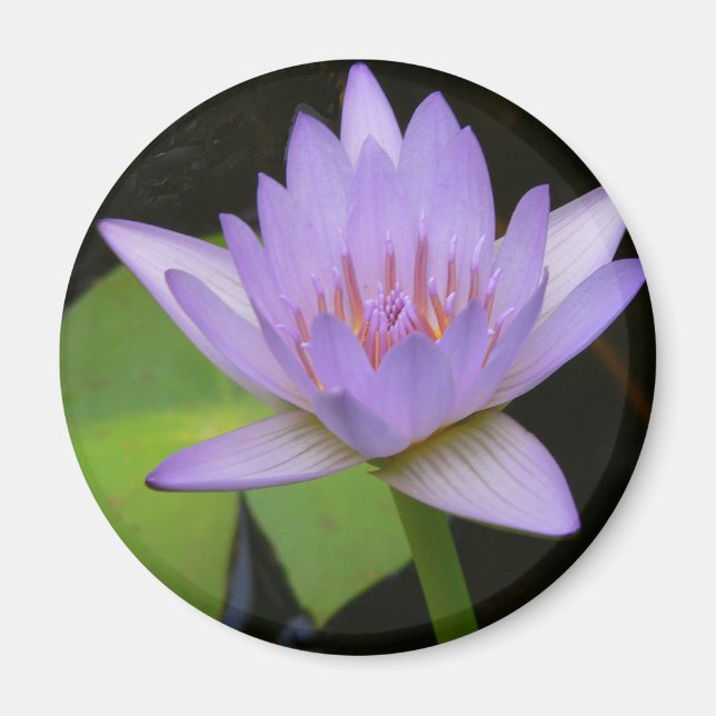 Magnet, Soft Lavender Vatten Lily Magnet (Framsidan)