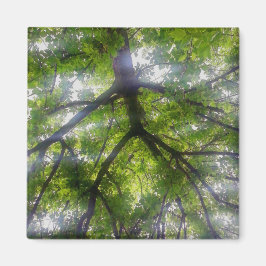 Magnet - Sol Träd (Ohio)