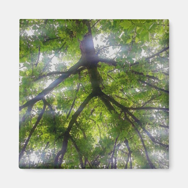 Magnet - Sol Träd (Ohio) (Framsidan)